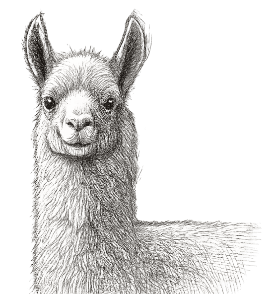 Llama Ventures hero illustration
